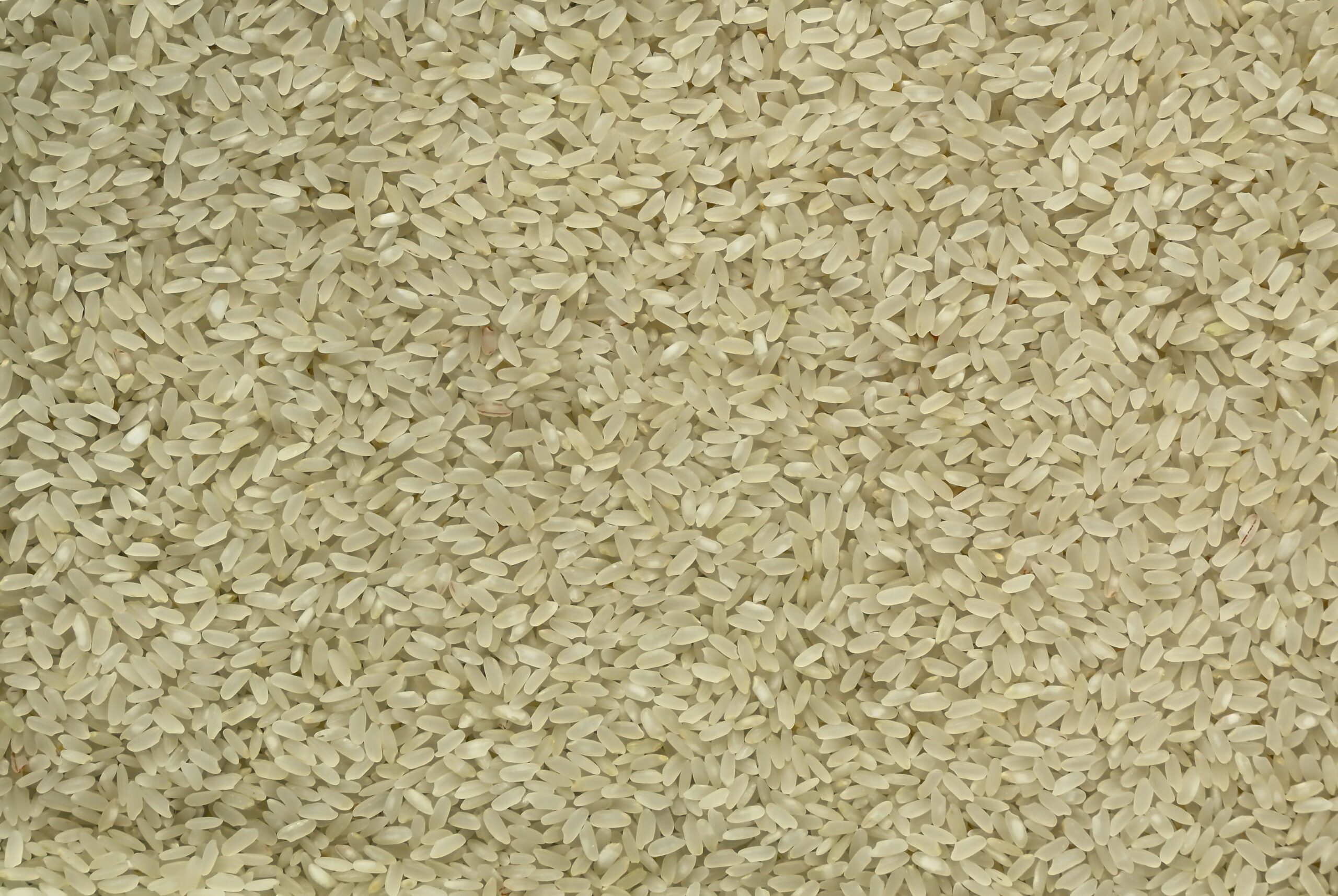 Close-up of uncooked white rice grains