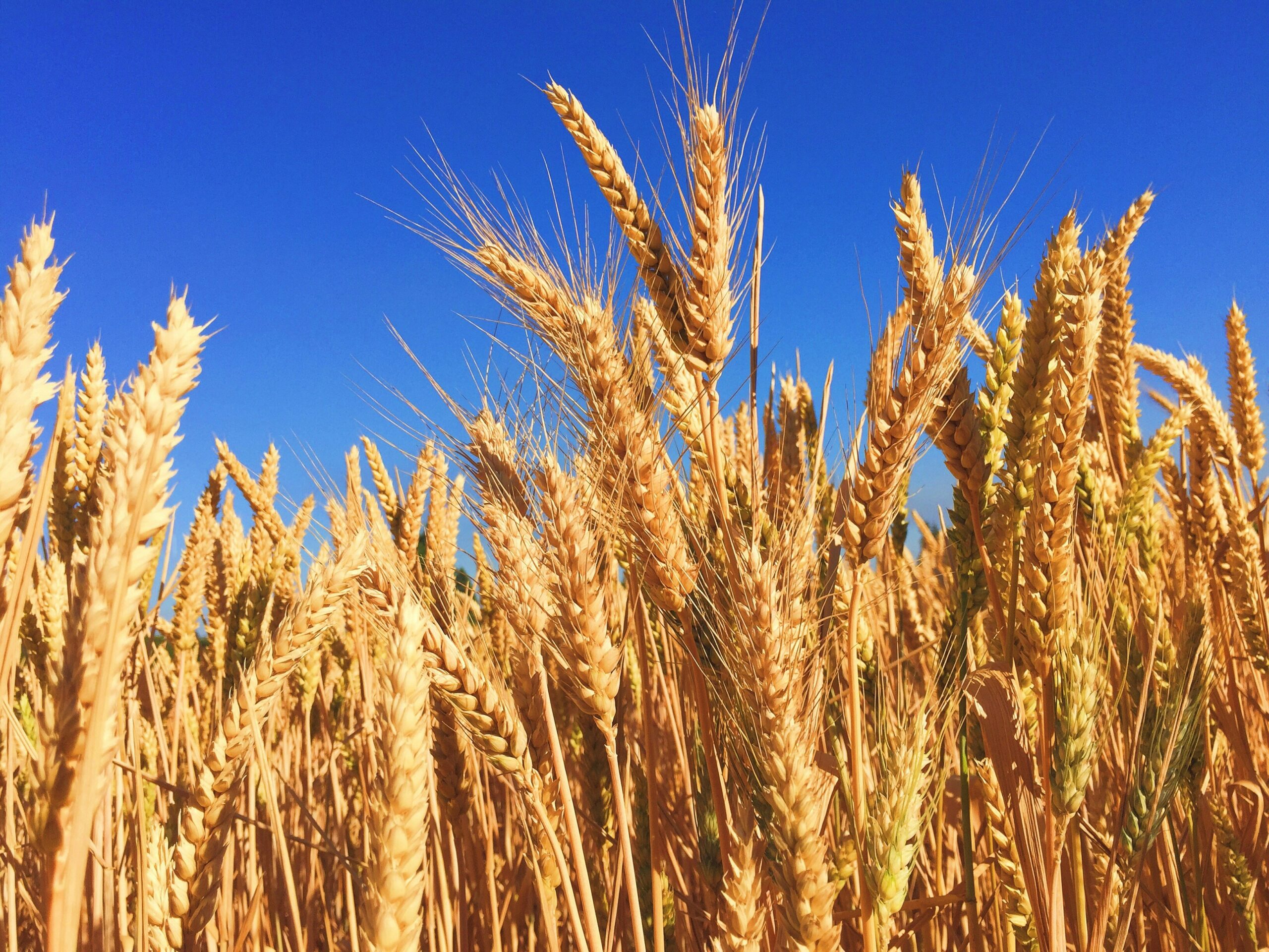 Golden wheat ears growing beneath a blue sky