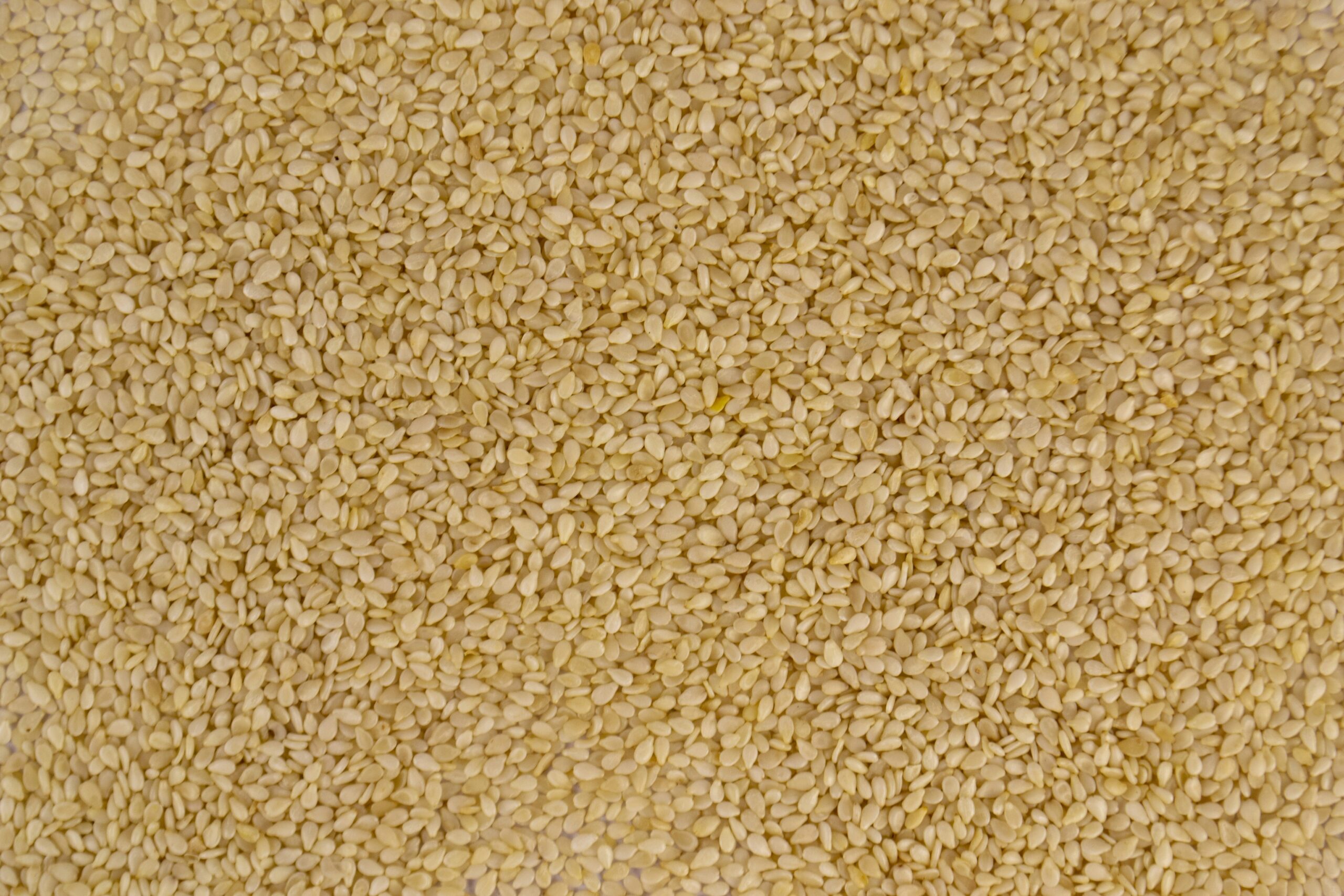 Sesame seeds viewed close up