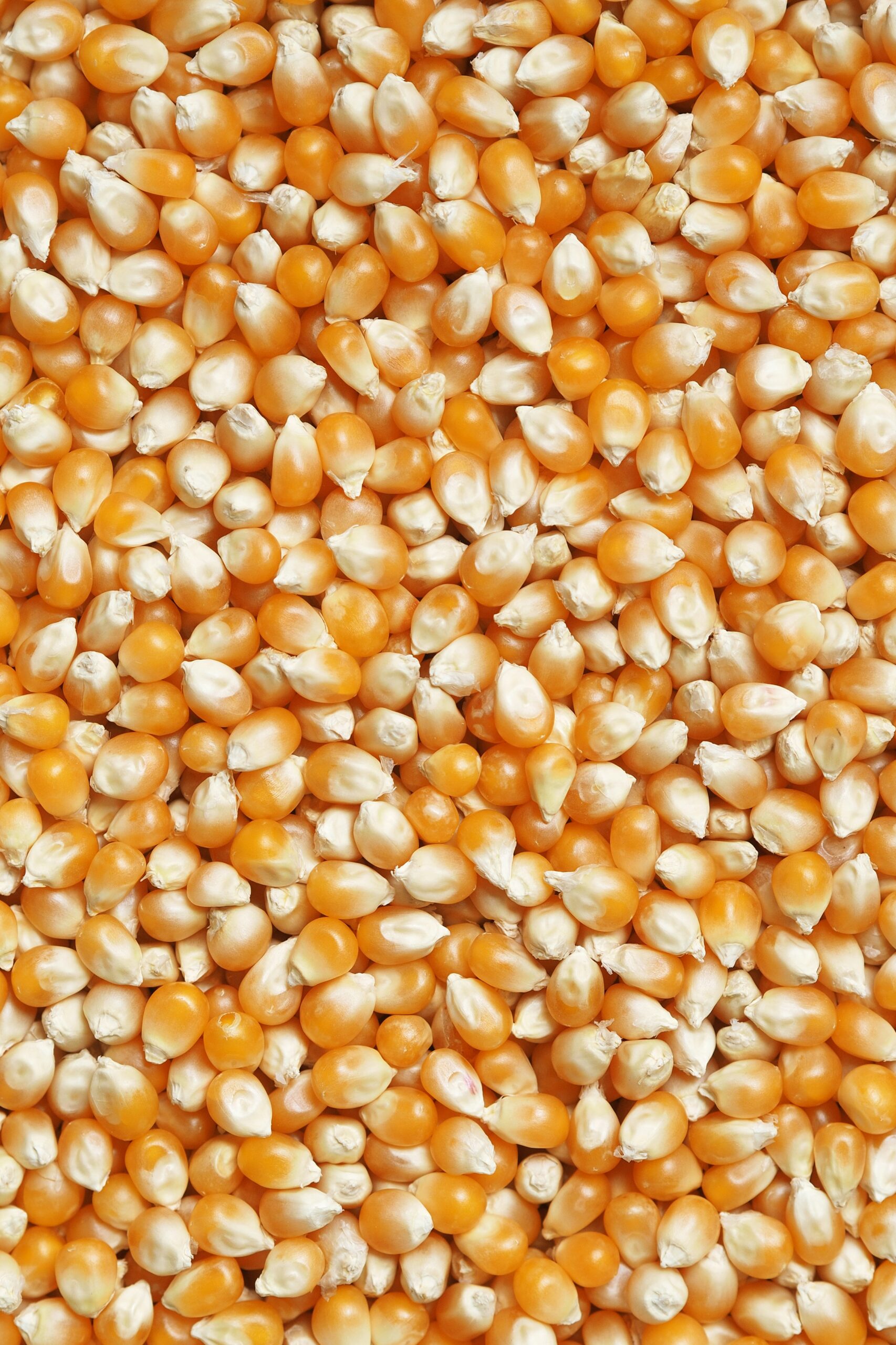 Dry golden maize kernels viewed close up